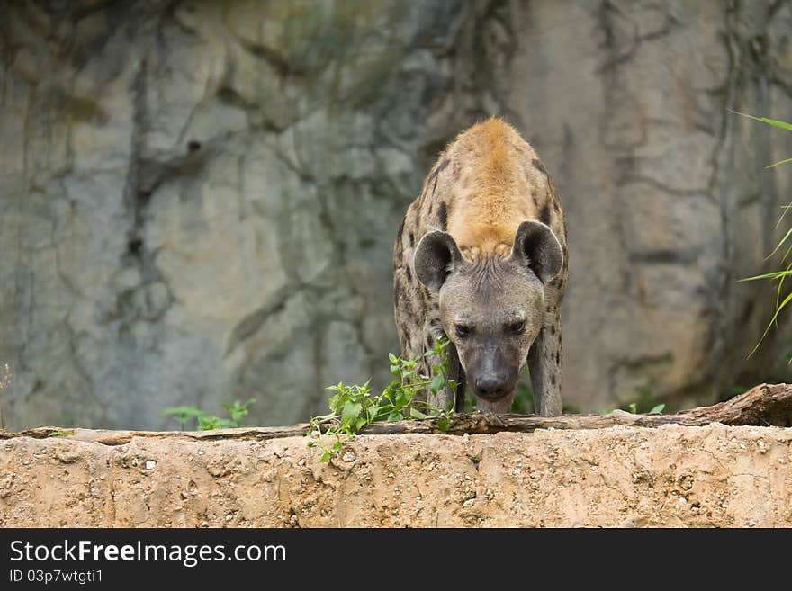 Spotted Hyena in open zoo