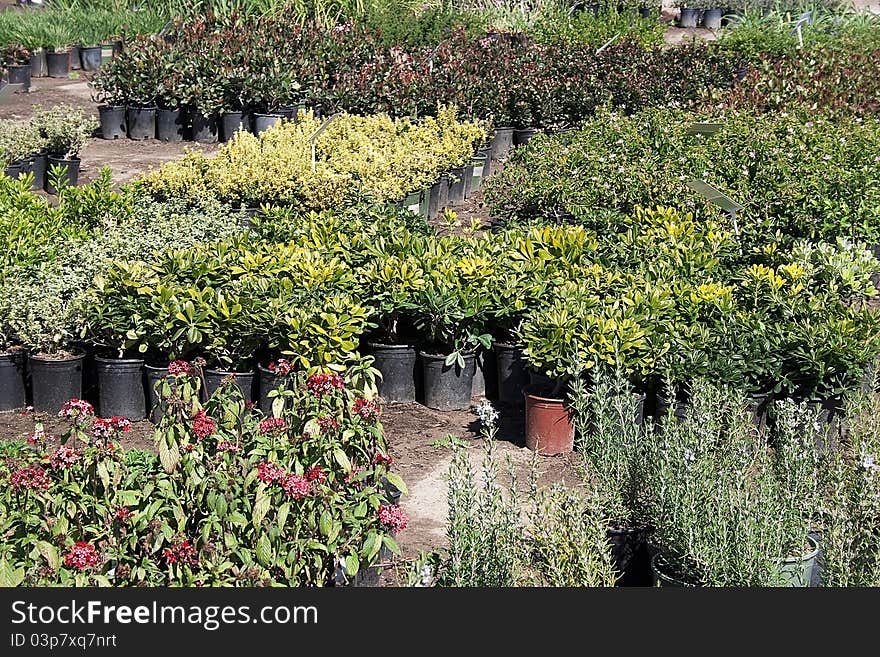 Plants used in land and garden decoration. Plants used in land and garden decoration.