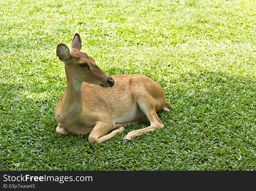 Deer in open zoo