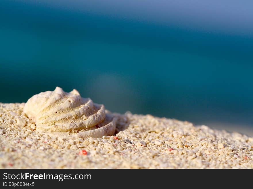 Sea shell on the sand, close-up shallow focus. Sea shell on the sand, close-up shallow focus