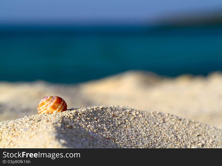 Sea shell on the beach, shallow focus. Sea shell on the beach, shallow focus