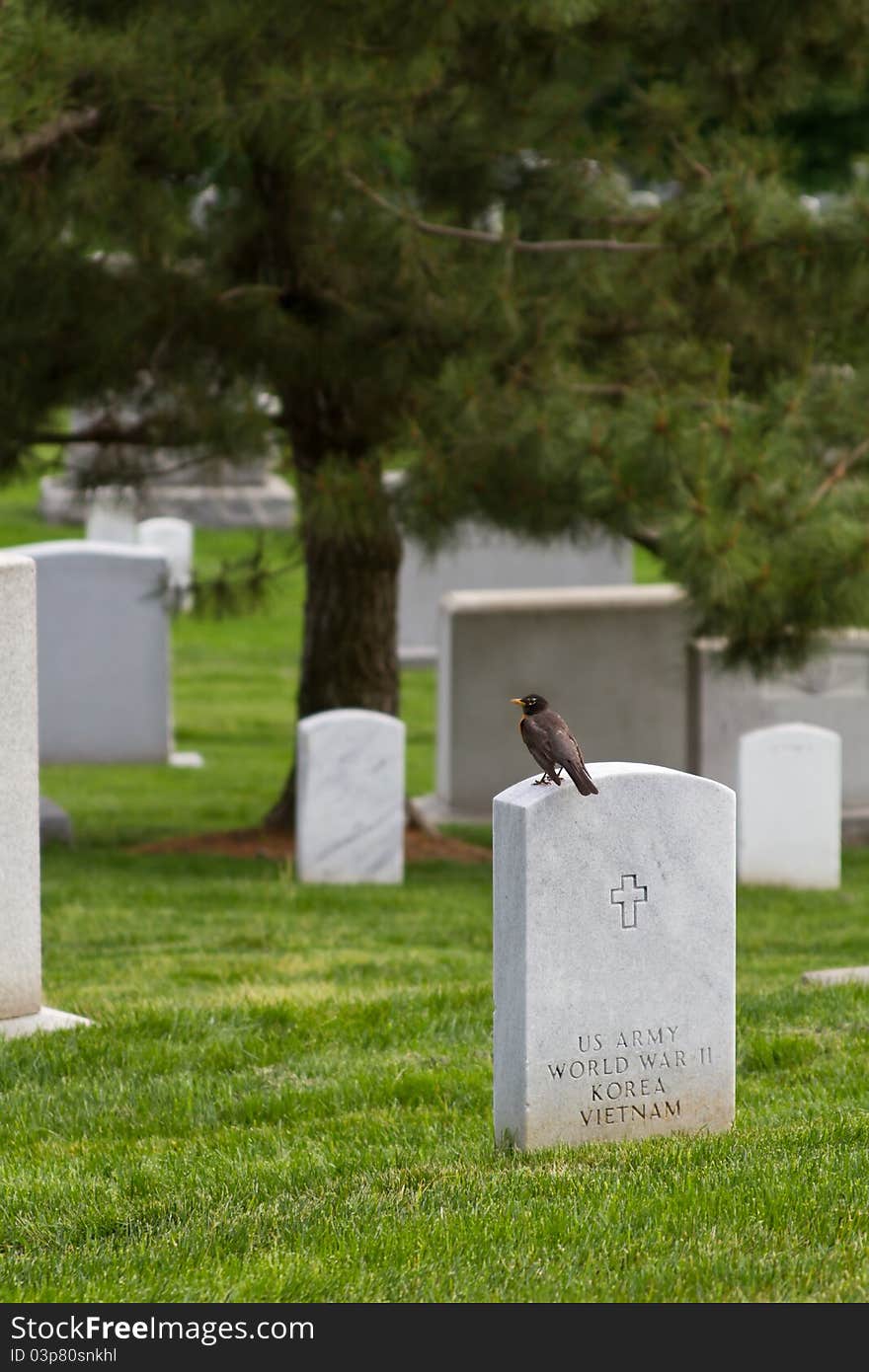 A small robin sits quietly on a Military tombstone, at a military Cemetery. A brave soldier who fought in VIetnam, WW2, and Korea. A small robin sits quietly on a Military tombstone, at a military Cemetery. A brave soldier who fought in VIetnam, WW2, and Korea.