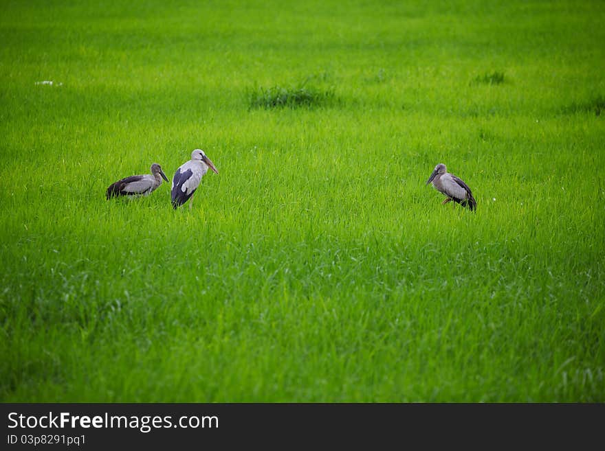 Three egrets in green grass field