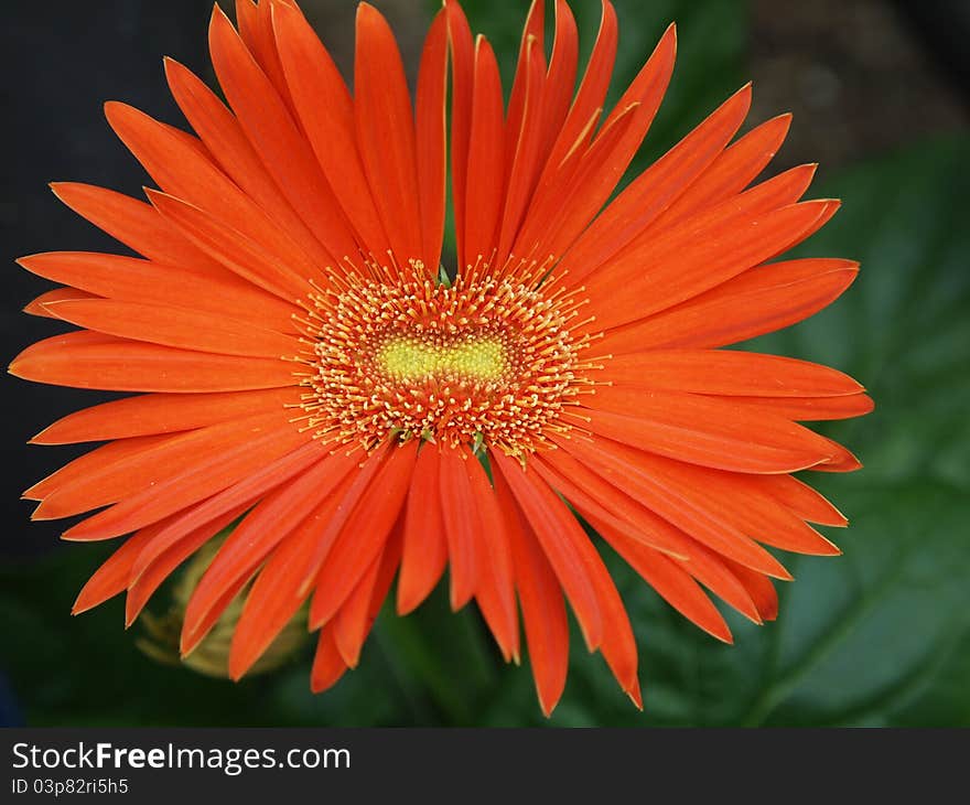 Smile Gerbera : When I see this flower photo , I think it smile to me.