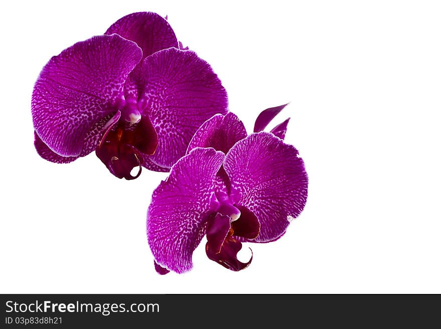 Pink orchid flowers isolated on white background. Pink orchid flowers isolated on white background