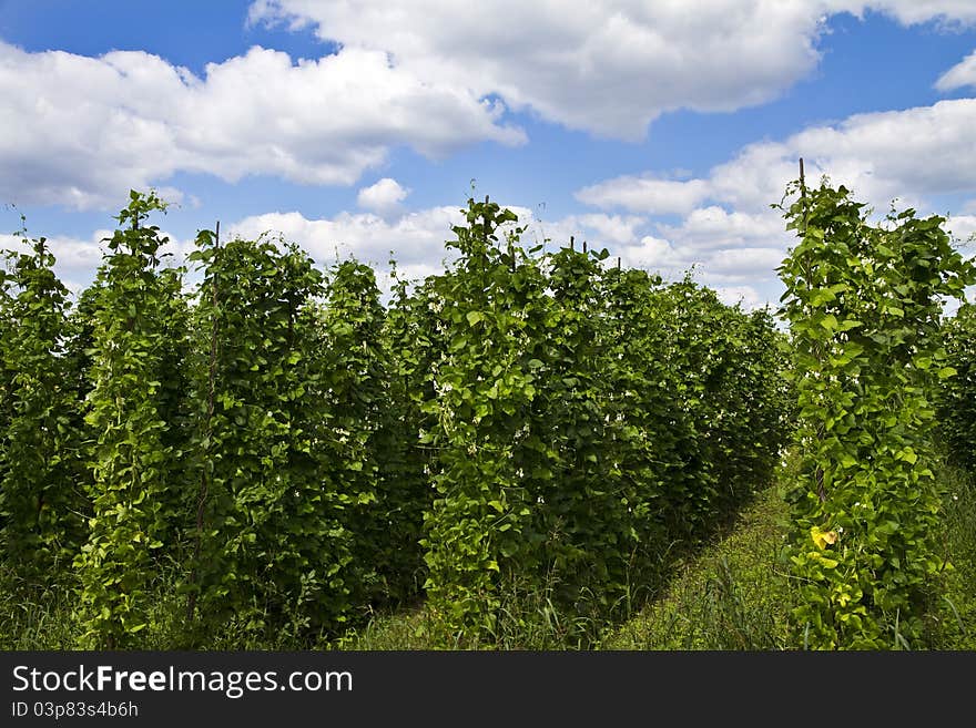 Bean plants growing on the farm