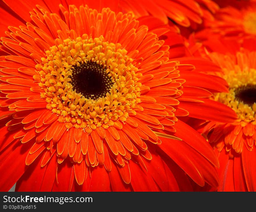 Gerbera Flower in Dasda garden Prachinburi Thailand. Gerbera Flower in Dasda garden Prachinburi Thailand