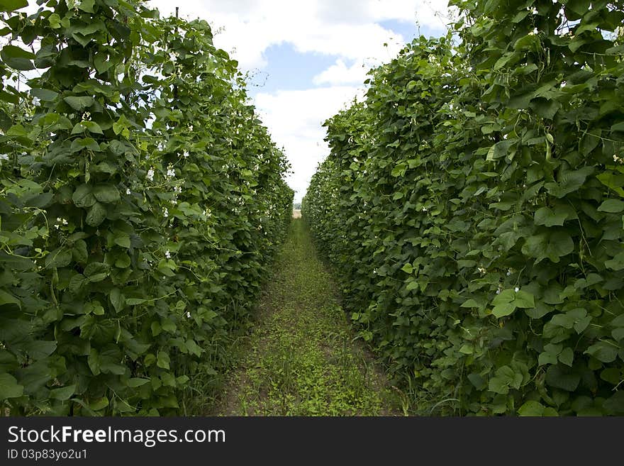 Bean plants growing on the farm