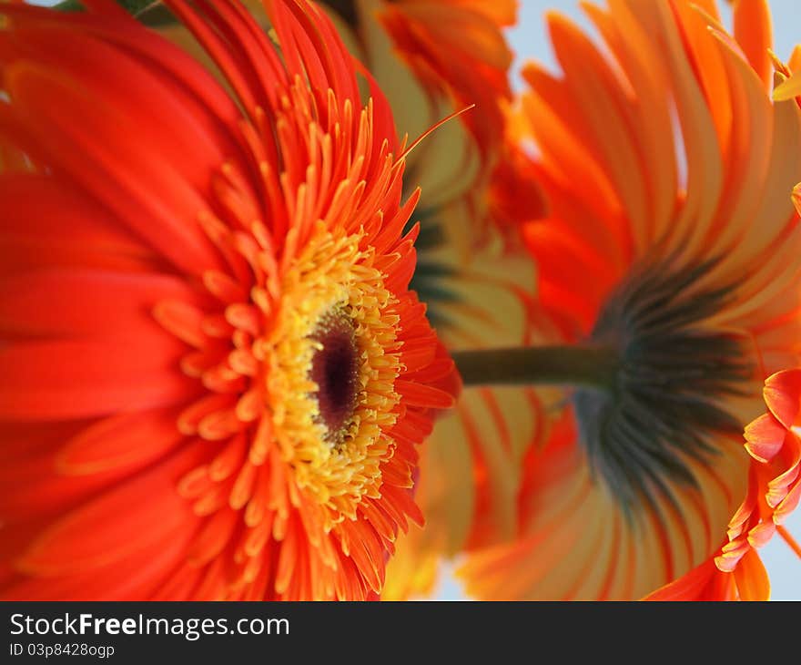 Orange Gerbera