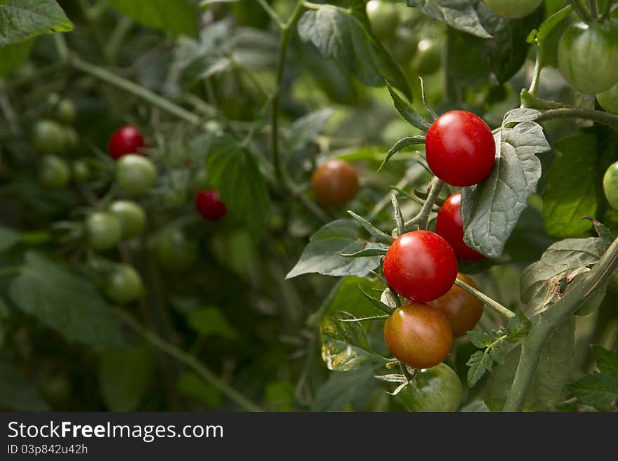 Tomatoes Growing