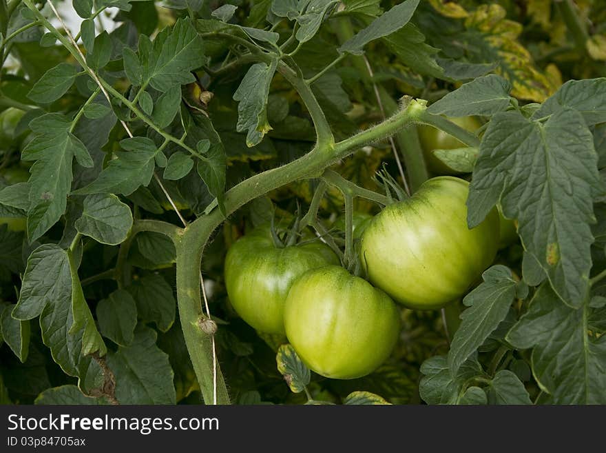 Tomatoes Growing