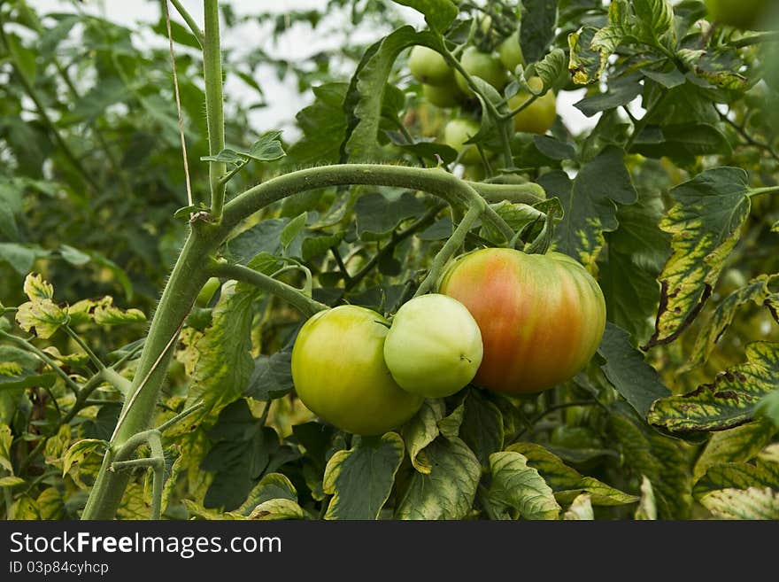 Tomatoes Growing