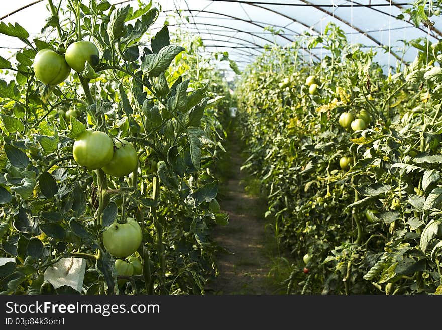 Tomatoes growing