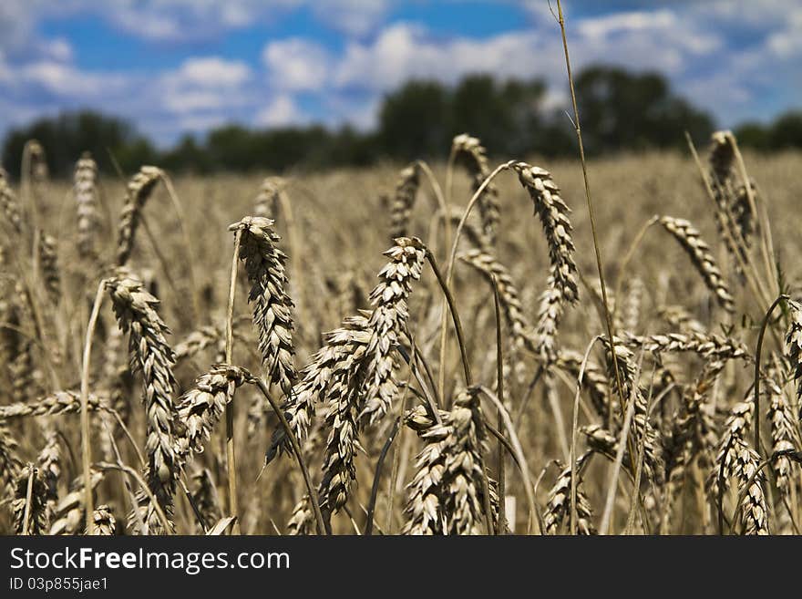 Field of wheat on claudy sky background