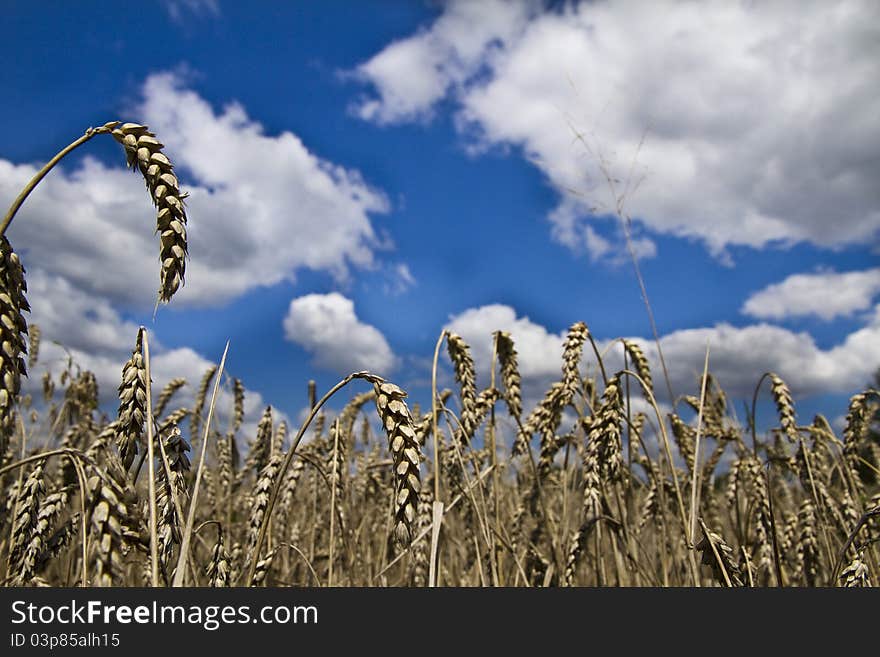 Field Of Wheat