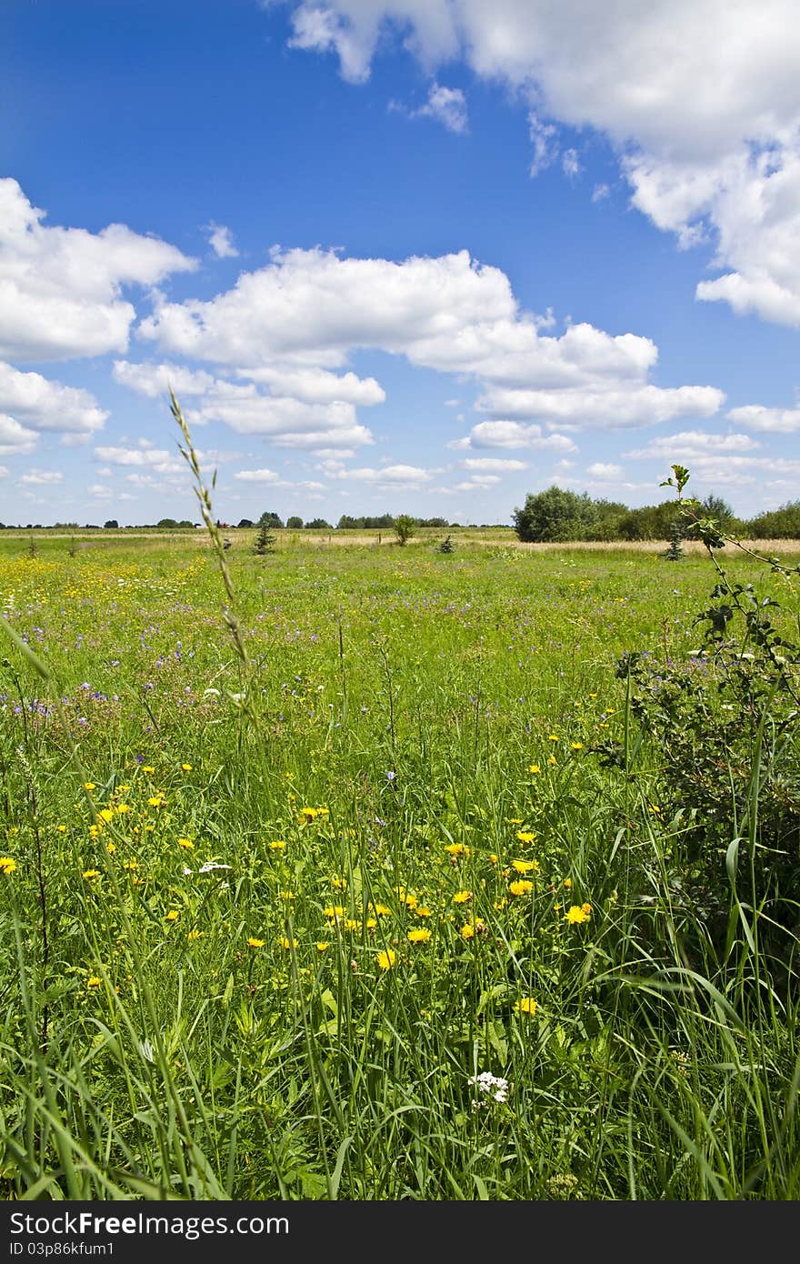 Field of wild flowers