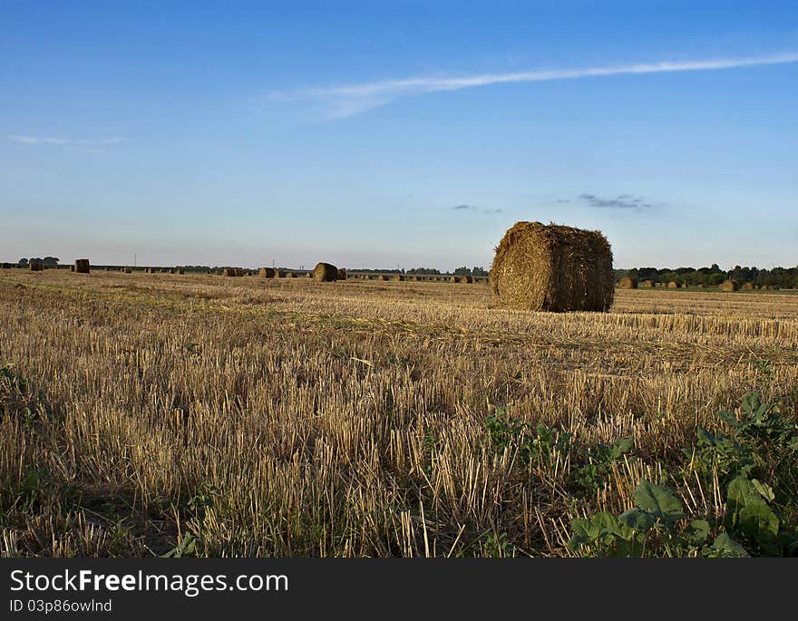 Autumn field