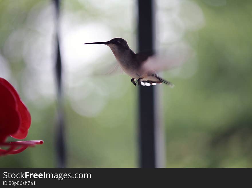 A picture of a Hummingbird flying into a feeder. A picture of a Hummingbird flying into a feeder.