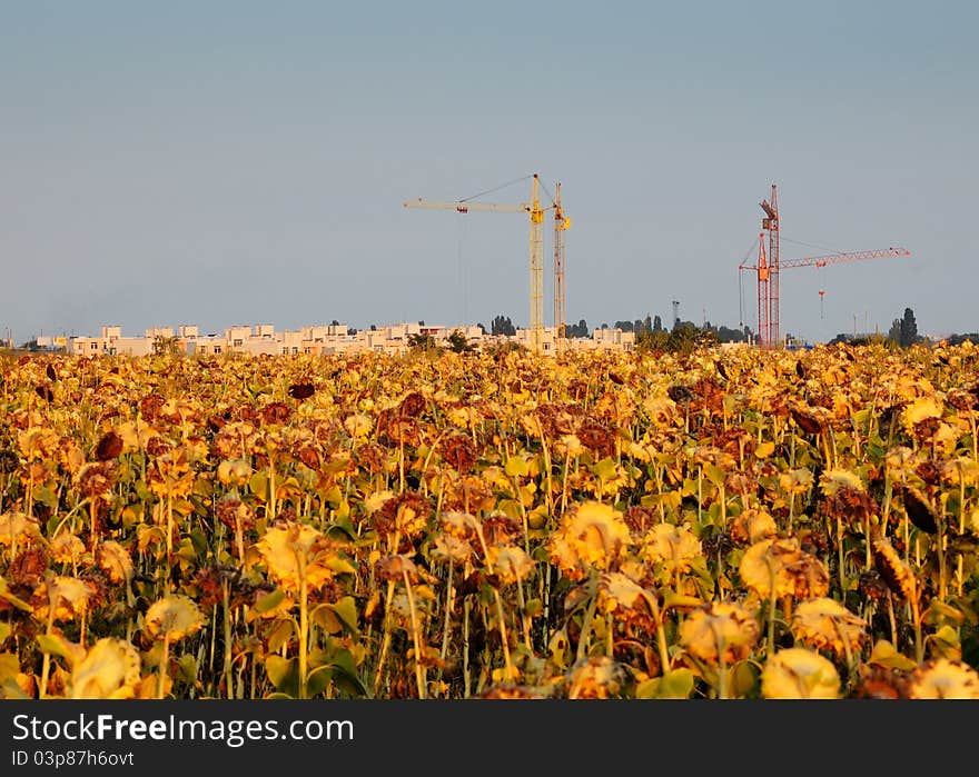 Tower cranes in the background of a field of sunflowers