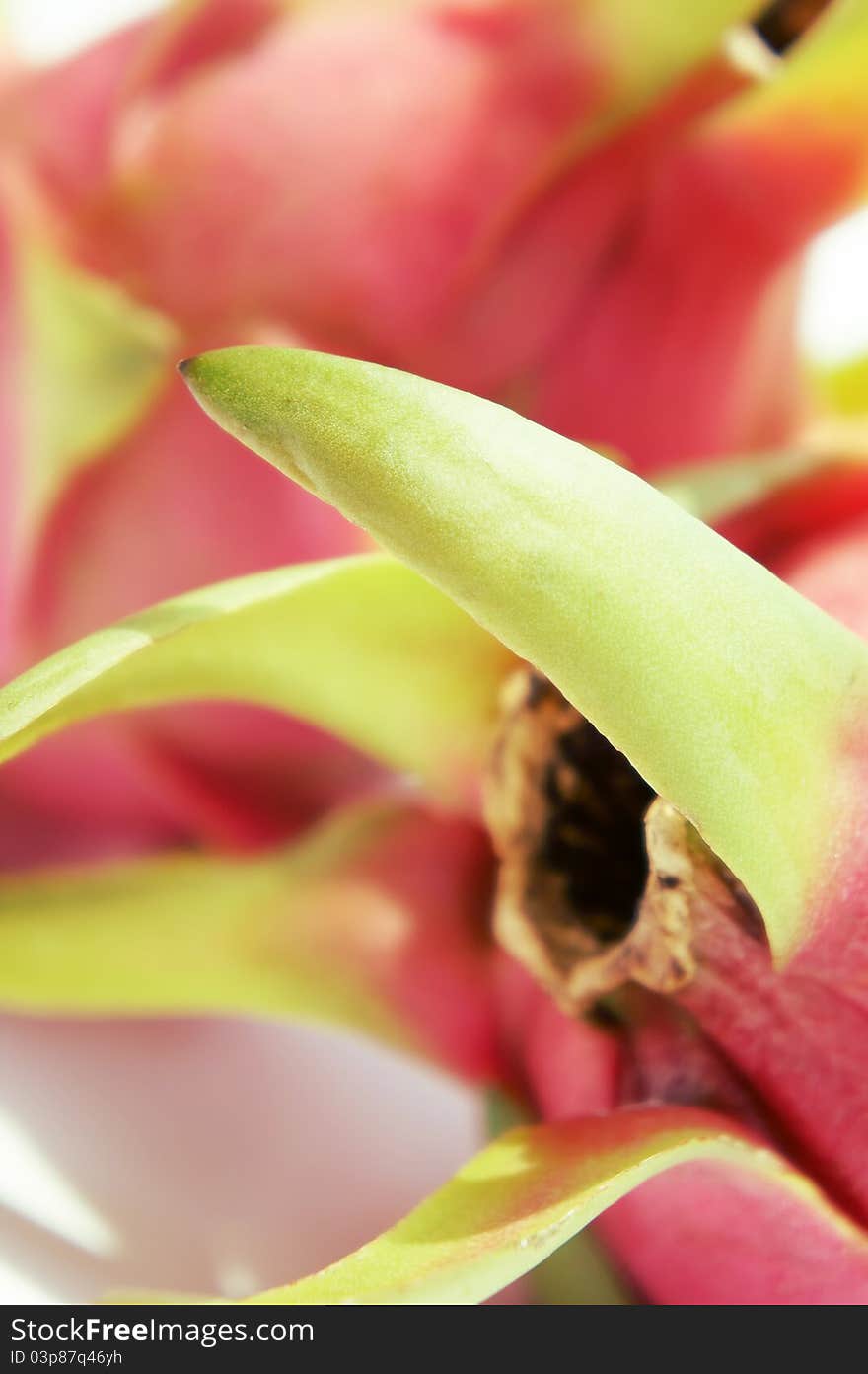 Close up of Dragon Fruit