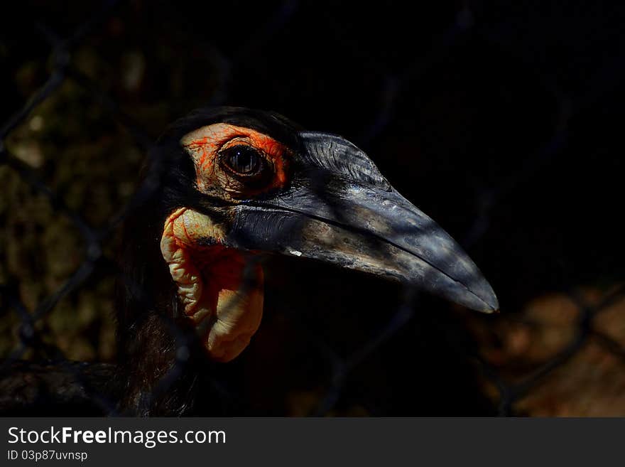 A hornbill behind a chain link fence. A hornbill behind a chain link fence