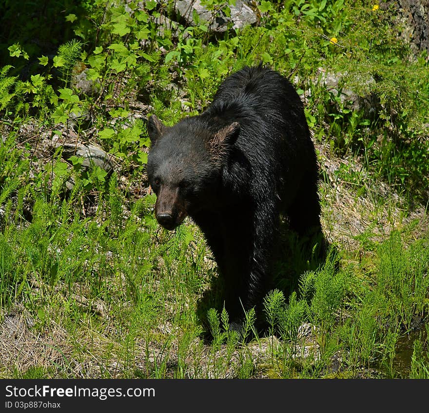 A black bear walks in the forest. A black bear walks in the forest