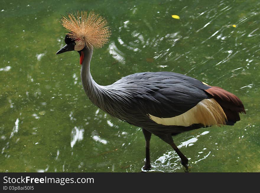 Grey Crowned Crane (Balearica regulorum) head in profile.