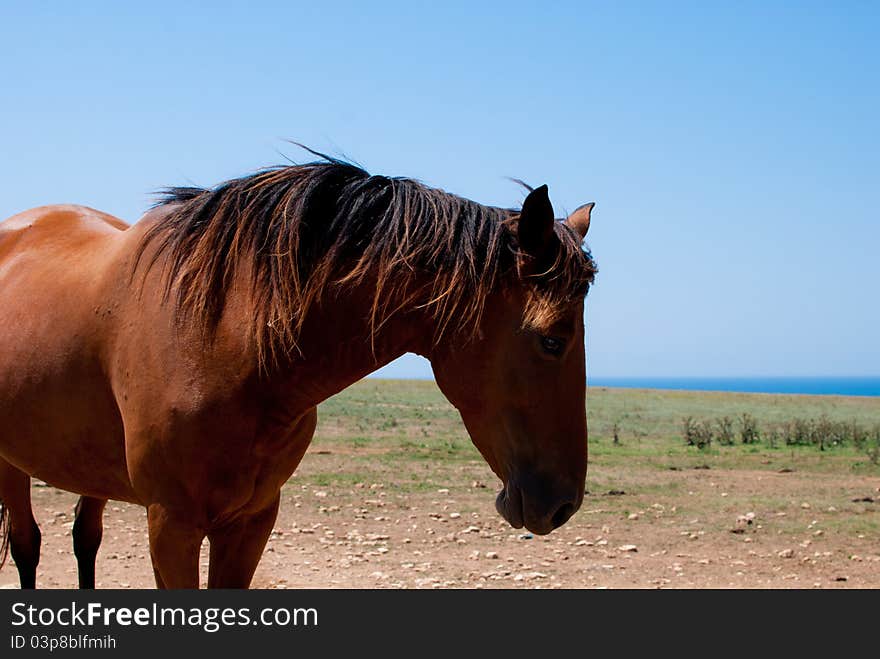 Chestnut horse grazing in a meadow