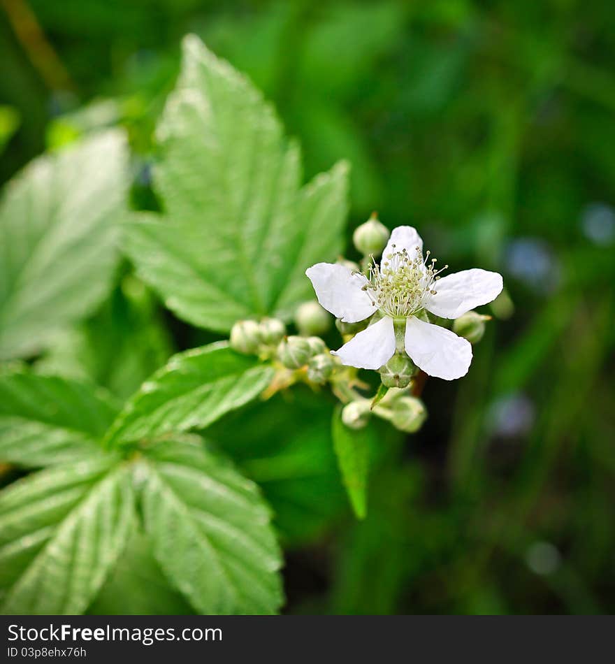 Plants in the understory consist of a mixture of seedlings and saplings of canopy trees together with understory shrubs and herbs.