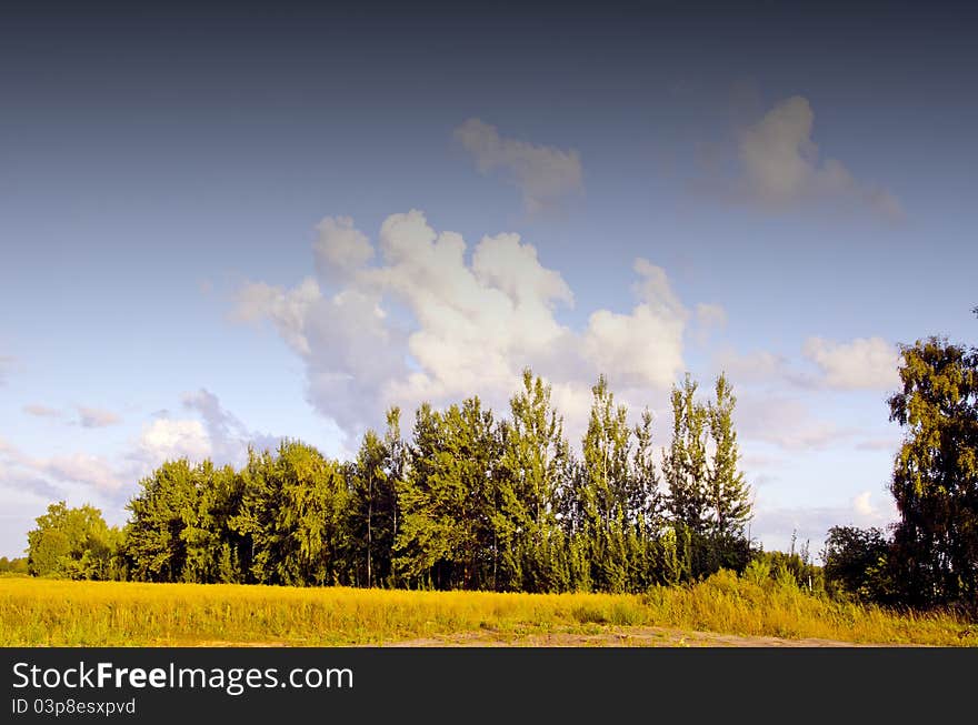 Summer evening landscape