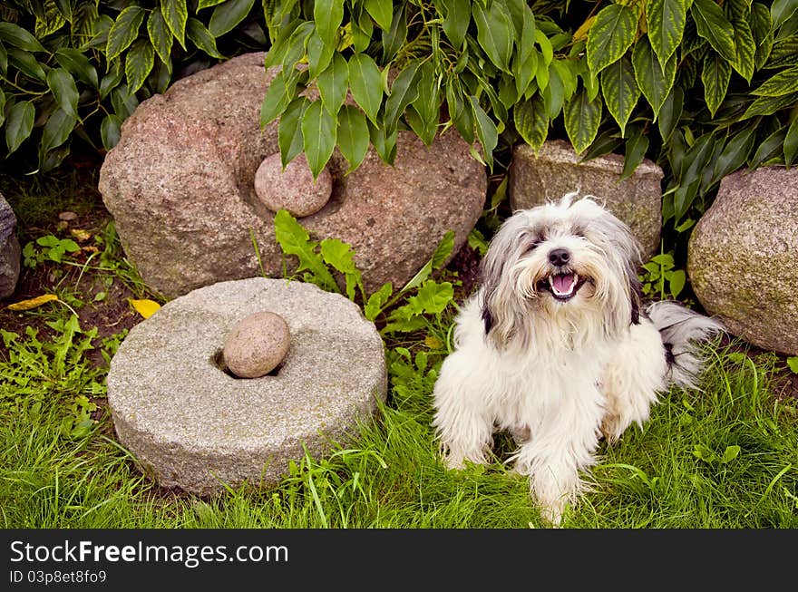 Original old stones and dog