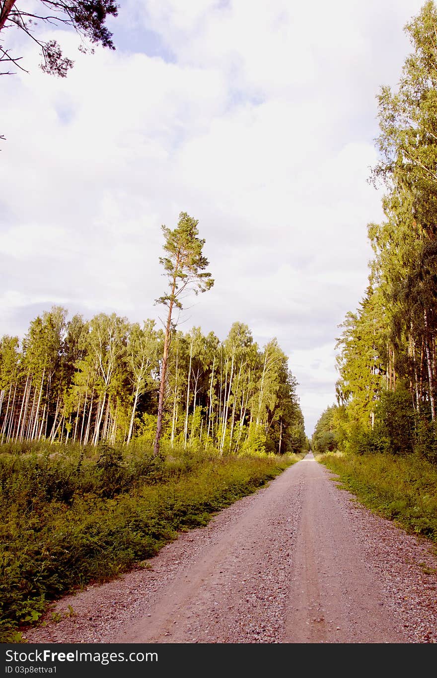 Road in the forest