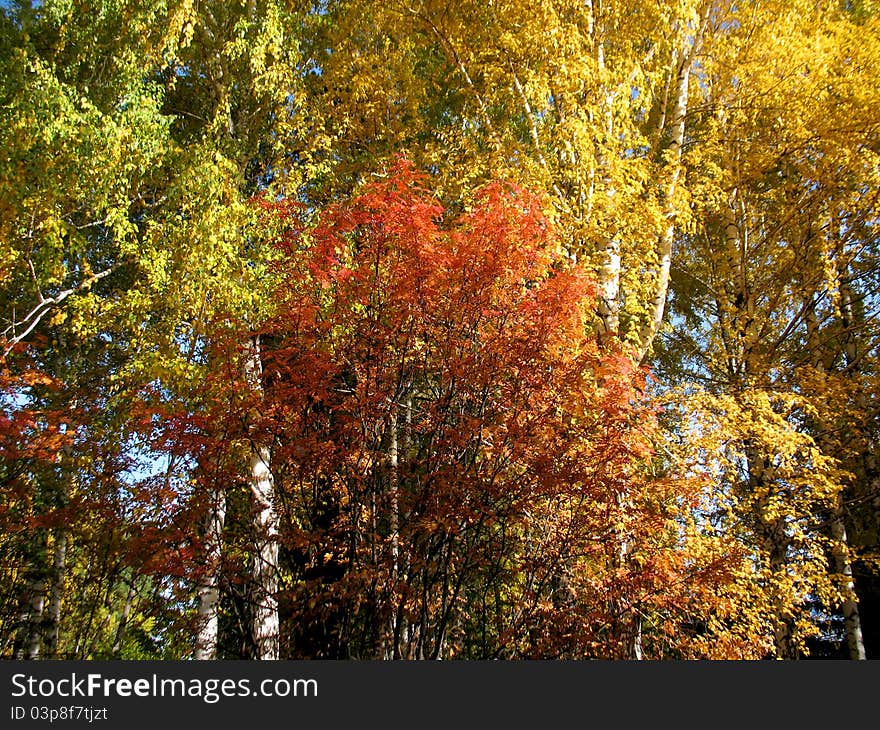 There are blue sky,autumn trees and blue sky