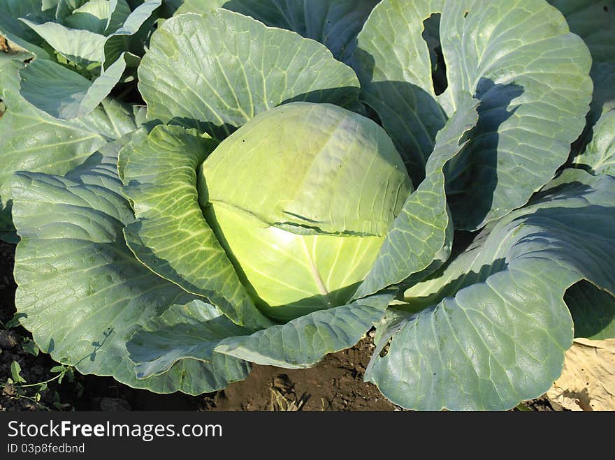 Big green cabbage from ecological farm