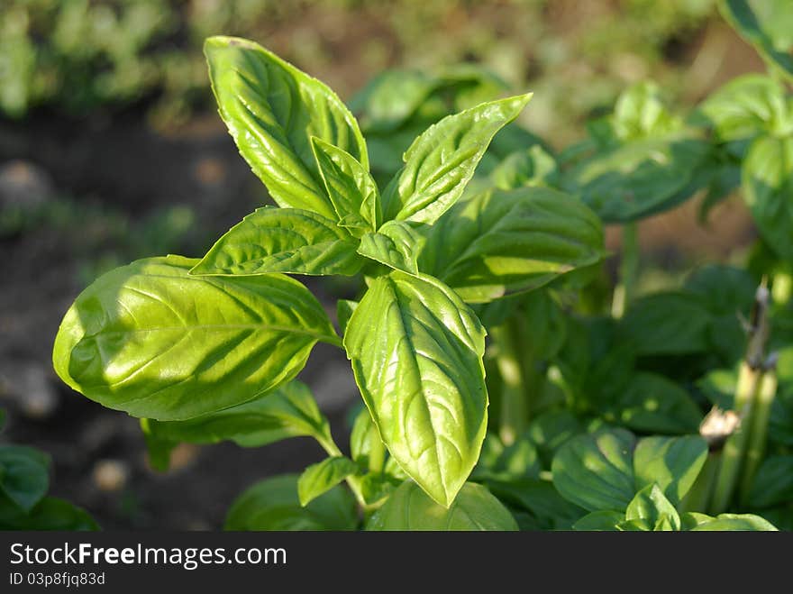 Plant basil in the field illuminated by the sun