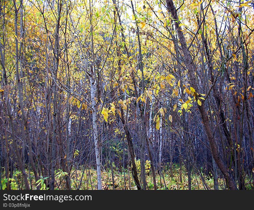 There are autumn trees and yellow leaves