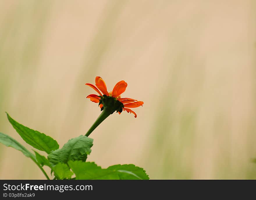 Image of orange cosmos flower