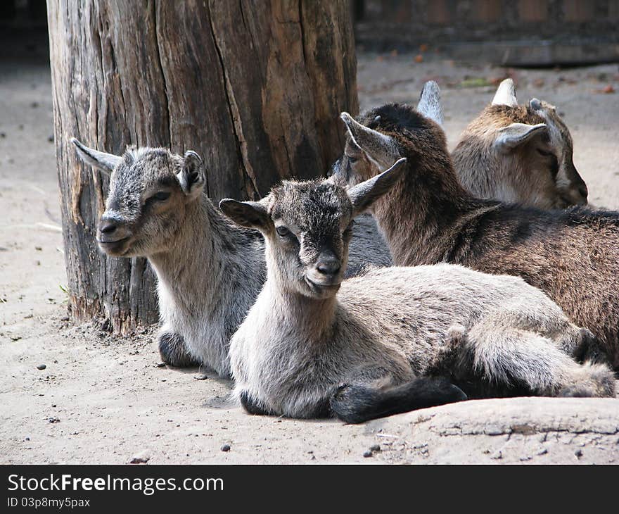 Young animals on the sand. Young animals on the sand