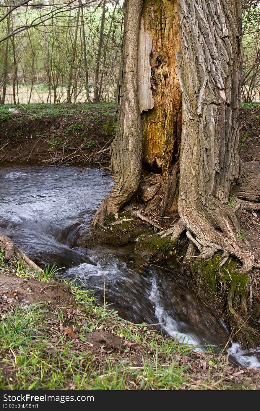 Detail of an old hollowed-out tree at a creek