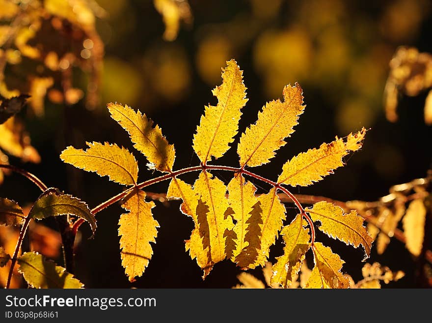 Leaf of mountain ash closeup.