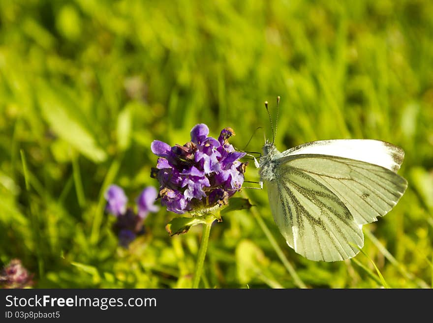 Pieridae Butterfly At Flower