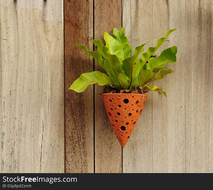 Decorated With Plants At Wall