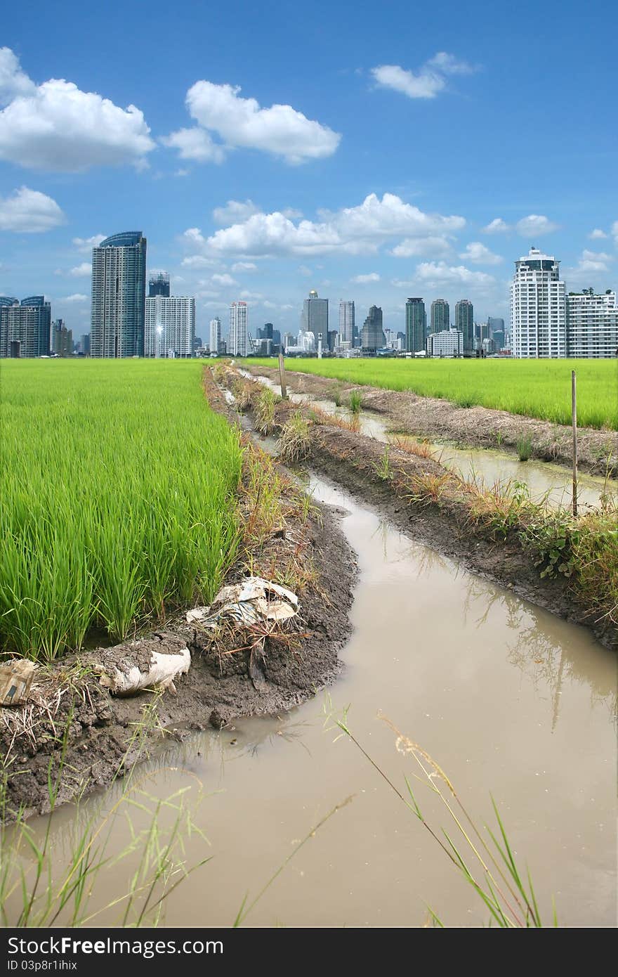 Rice field buildings