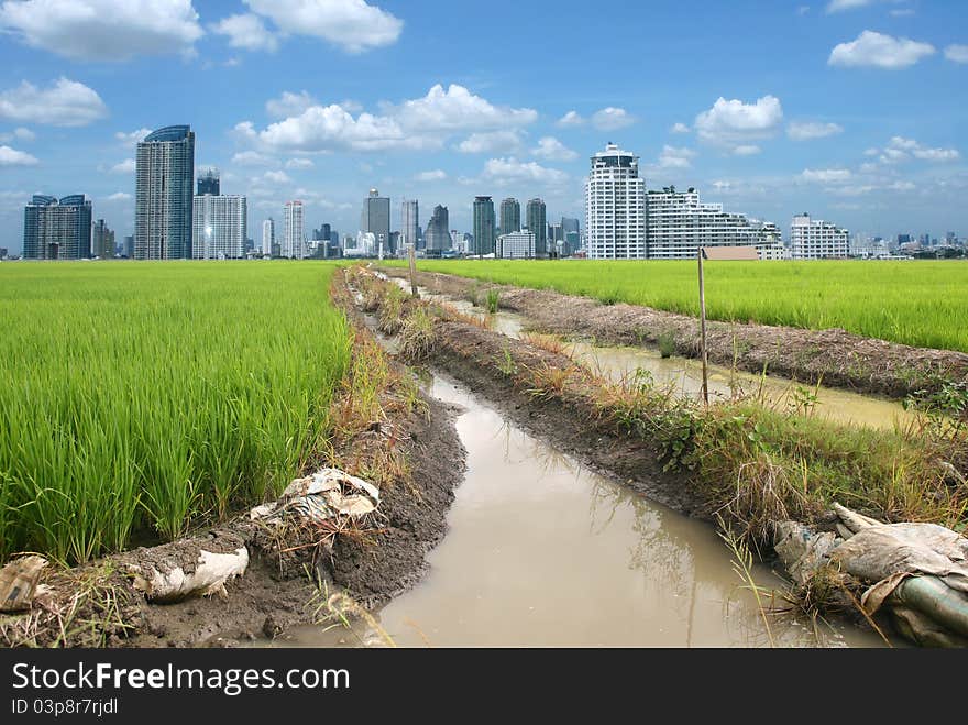 Rice field buildings