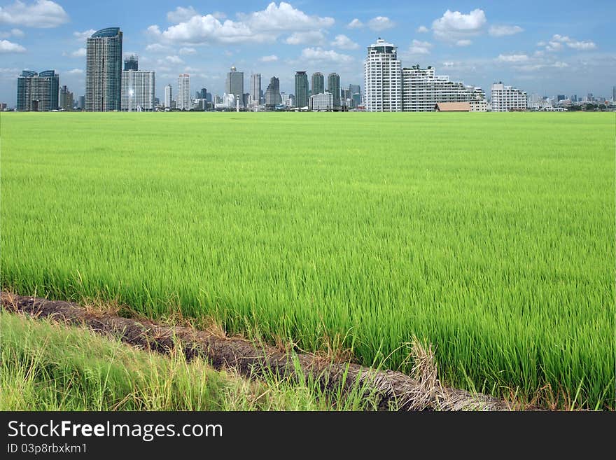 Rice field buildings