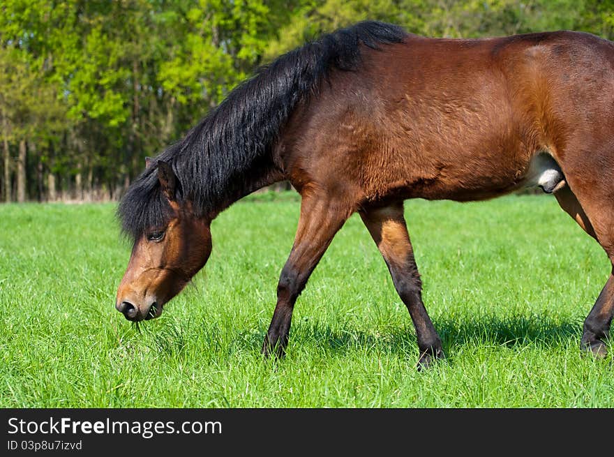 Beautiful horse, picture taken during the daytime.