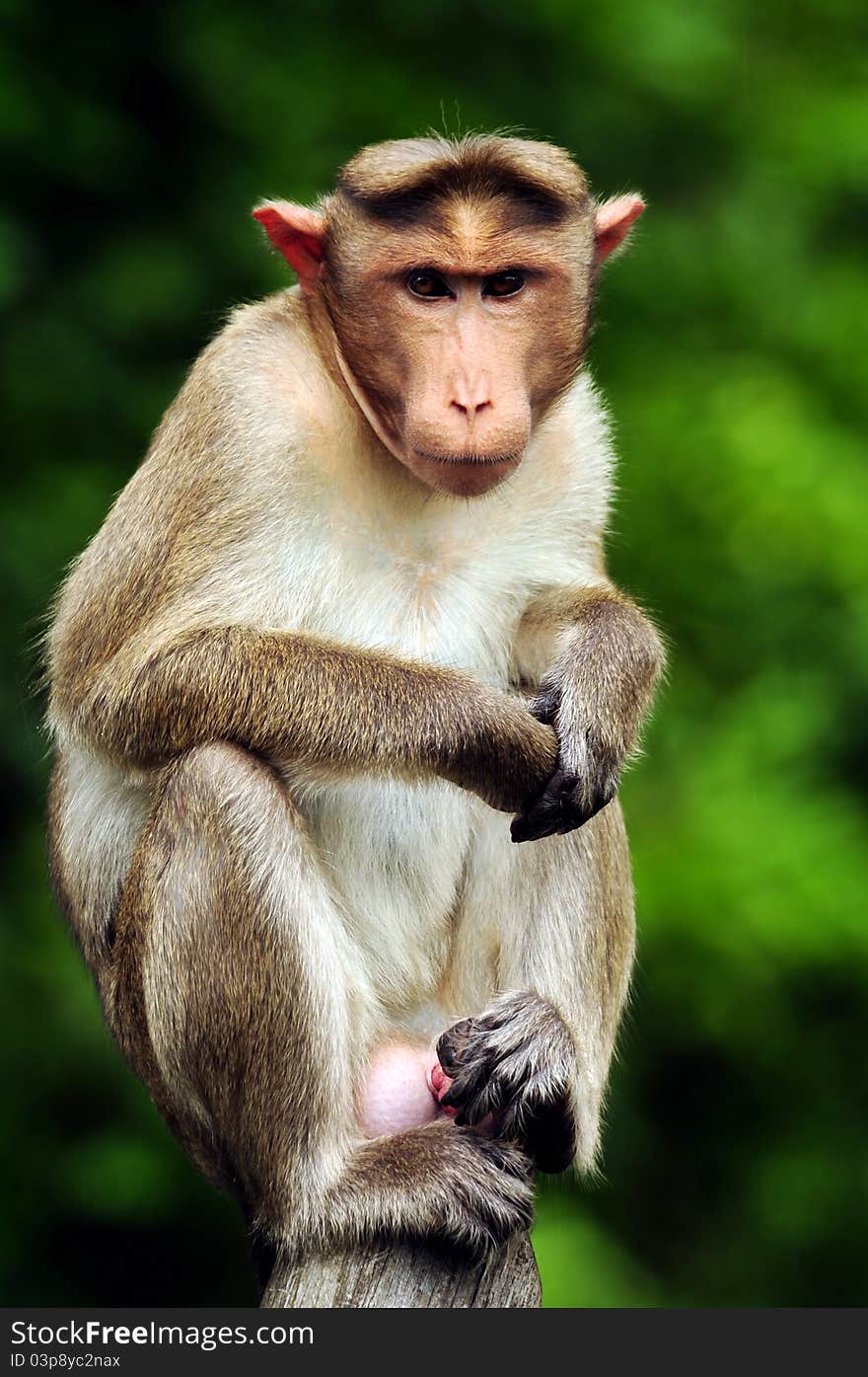 Bonnet Macaque Portrait