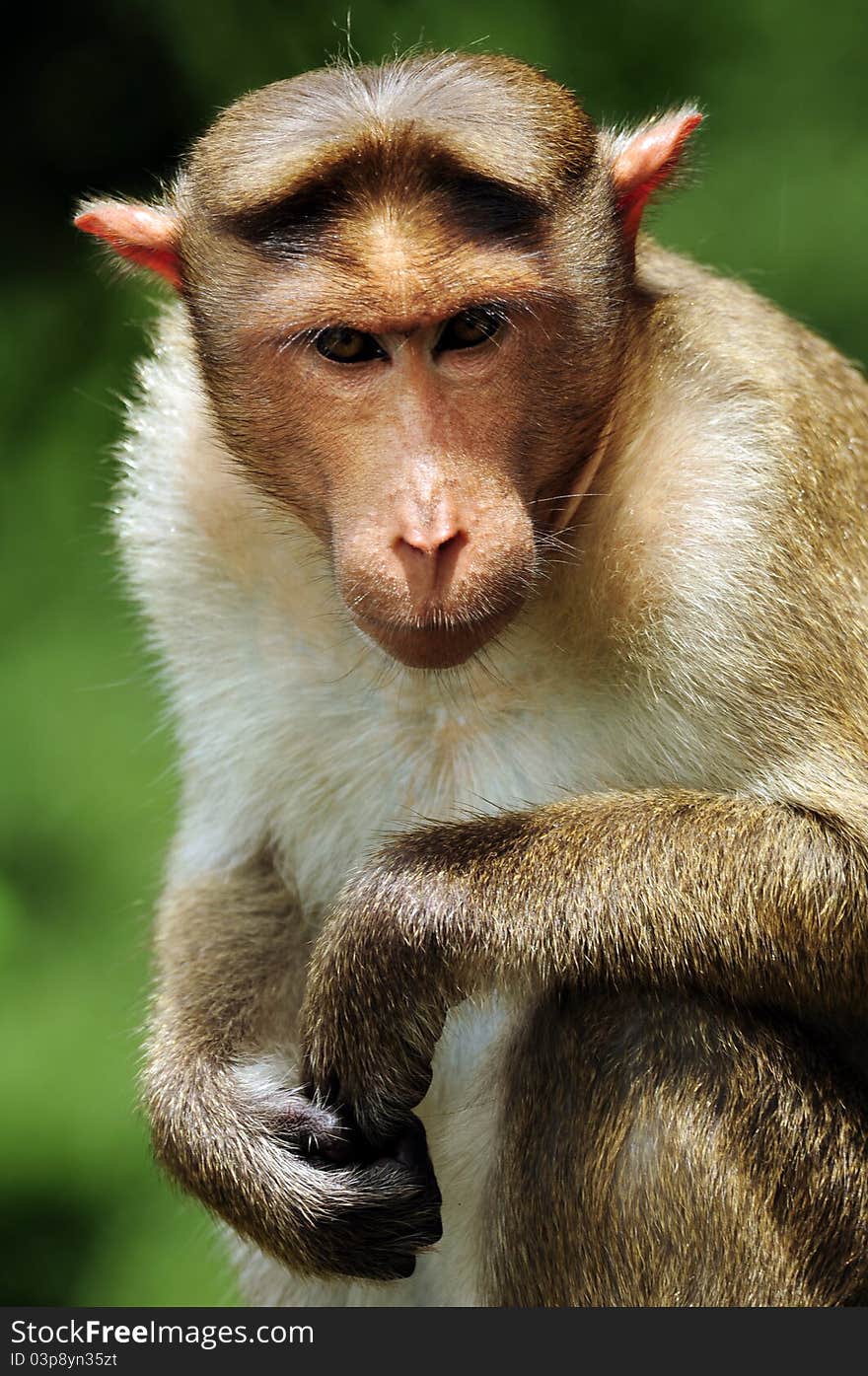 Bonnet Macaque Portrait