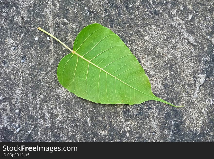 Closeup picture of alone leaf on concrete floor image.