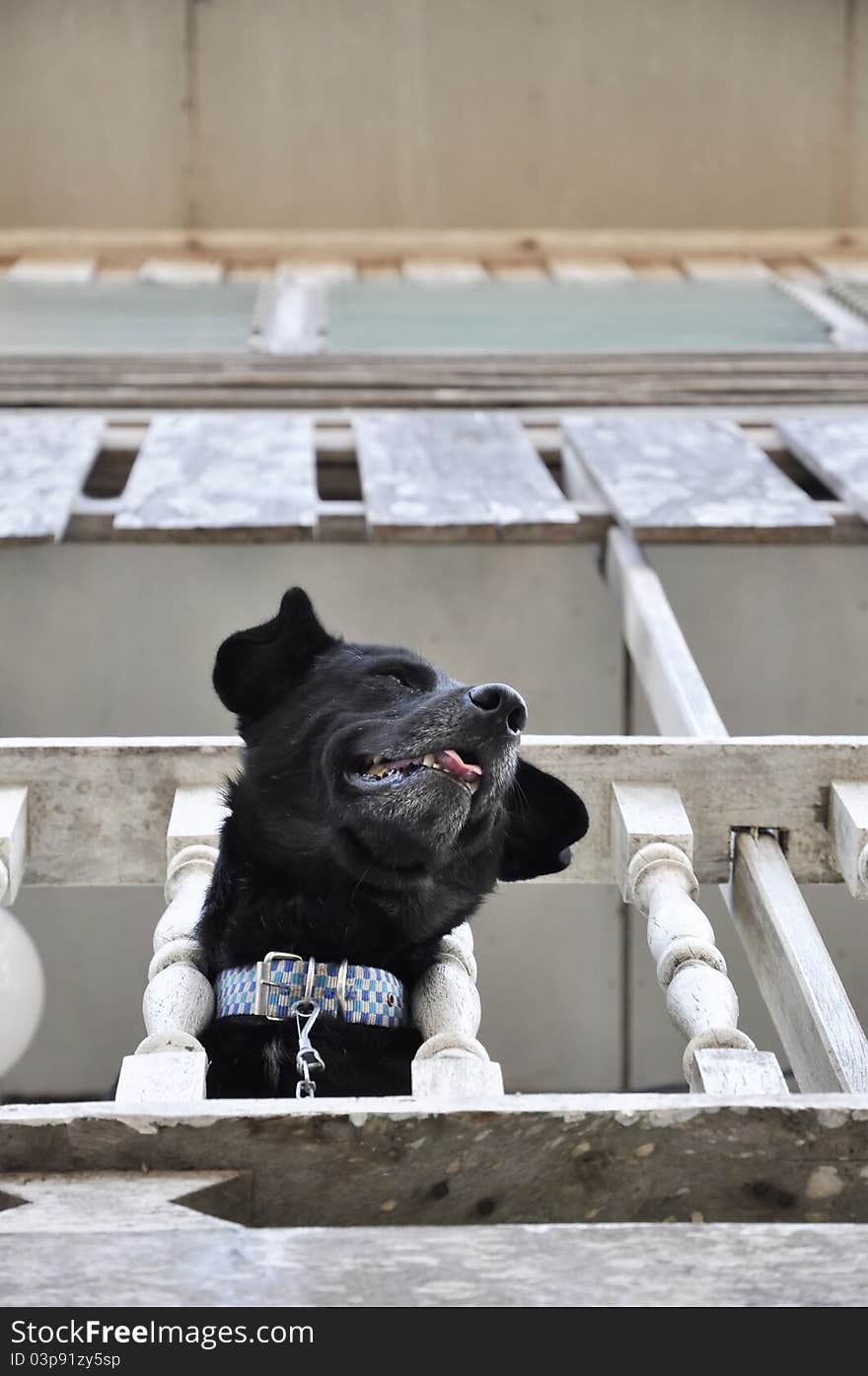 The black dog was trapped on the second floor. Poke head through the bars, looking down with great interest. The black dog was trapped on the second floor. Poke head through the bars, looking down with great interest.